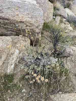 Scallopleaf sage(Salvia vaseyi)