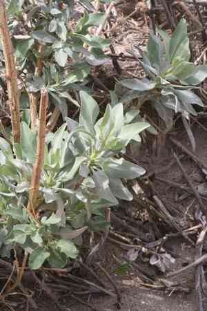 Scallopleaf sage(Salvia vaseyi)
