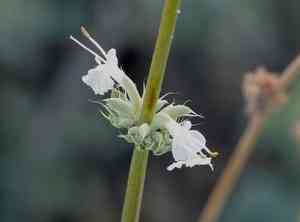 Scallopleaf sage(Salvia vaseyi)