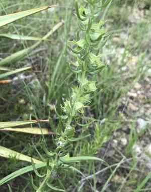 Sages (Salvia)(Salvia)