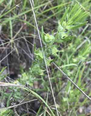 Sages (Salvia)(Salvia)