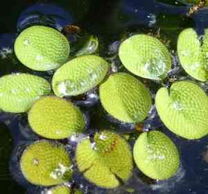 Water spangles(Salvinia minima)