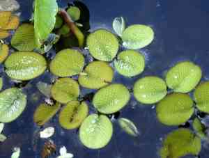 Water spangles(Salvinia minima)