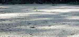 Water spangles(Salvinia minima)