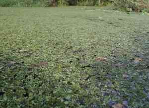 Water spangles(Salvinia minima)