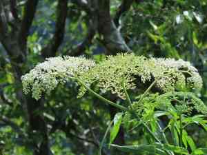 Chinese elder(Sambucus javanica)