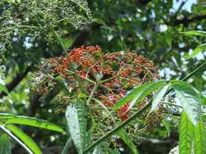 Chinese elder(Sambucus javanica)