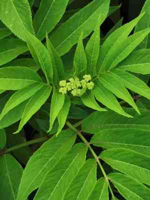 Chinese elder(Sambucus javanica)