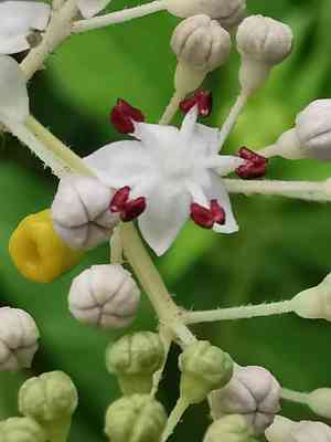 Chinese elder(Sambucus javanica)