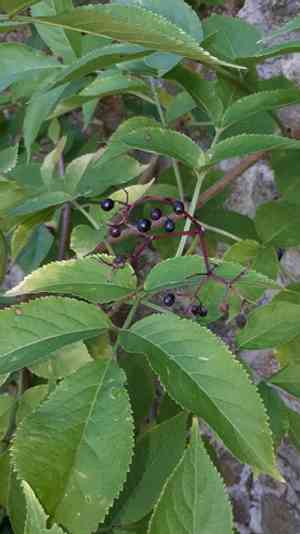 Elder(Sambucus nigra)