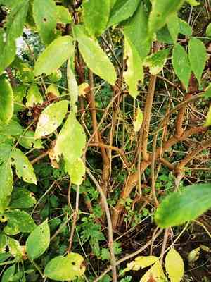 Elder(Sambucus nigra)