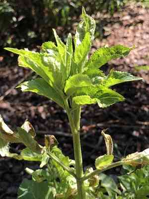 Elder(Sambucus nigra)