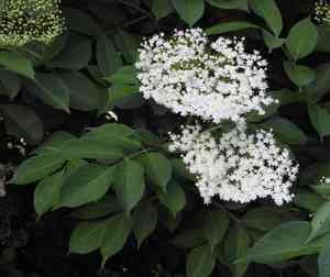 Elder(Sambucus nigra)