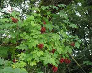 North china red elder(Sambucus williamsii)