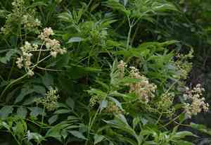 North china red elder(Sambucus williamsii)