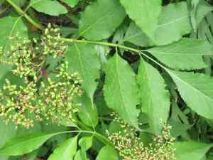 North china red elder(Sambucus williamsii)