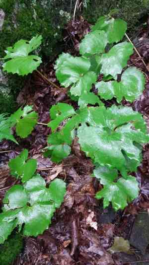 Bloodroot(Sanguinaria canadensis)
