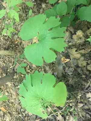 Bloodroot(Sanguinaria canadensis)