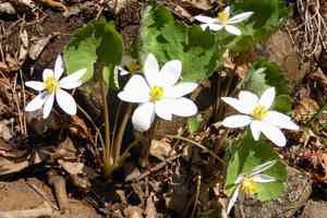 Bloodroot(Sanguinaria canadensis)