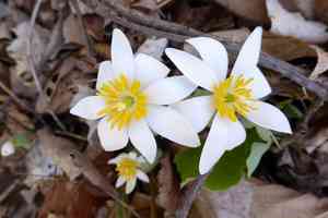 Bloodroot(Sanguinaria canadensis)