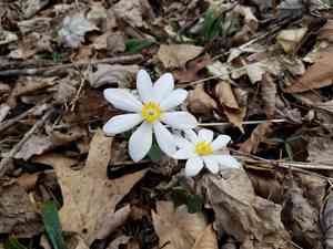 Bloodroot(Sanguinaria canadensis)