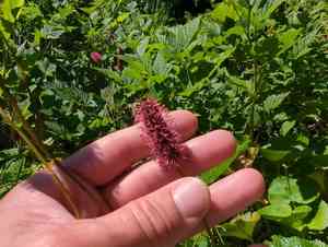 Menzies' burnet(Sanguisorba menziesii)