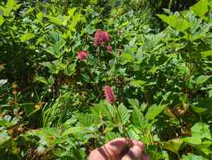 Menzies' burnet(Sanguisorba menziesii)
