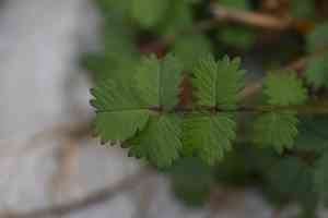 burnet (Sanguisorba)(Sanguisorba)