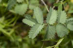 burnet (Sanguisorba)(Sanguisorba)