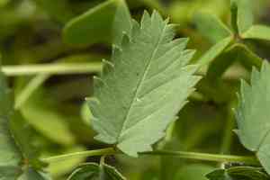 burnet (Sanguisorba)(Sanguisorba)