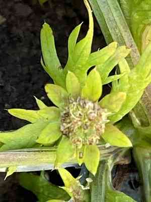 Footsteps of spring(Sanicula arctopoides)