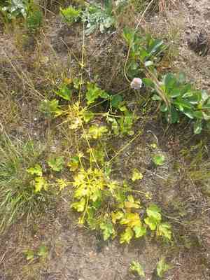Footsteps of spring(Sanicula arctopoides)