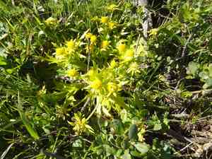 Footsteps of spring(Sanicula arctopoides)