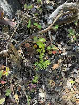 Coastal blacksnakeroot(Sanicula laciniata)