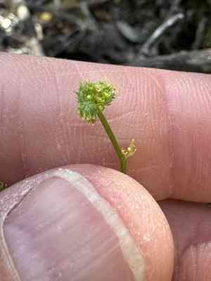 Coastal blacksnakeroot(Sanicula laciniata)
