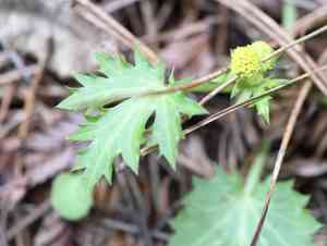 Coastal blacksnakeroot(Sanicula laciniata)