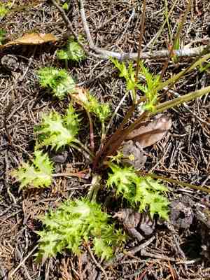 Coastal blacksnakeroot(Sanicula laciniata)