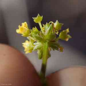 Turkey pea(Sanicula tuberosa)