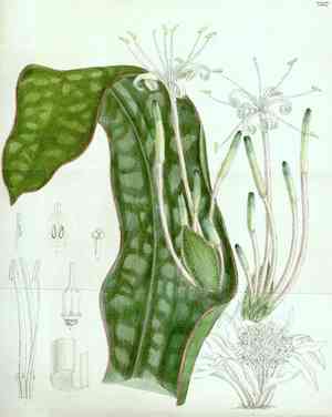 Star sansevieria(Sansevieria kirkii)