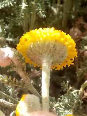 Cotton lavender(Santolina chamaecyparissus)