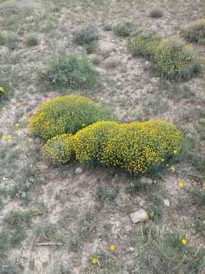 Cotton lavender(Santolina chamaecyparissus)