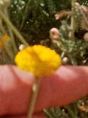 Cotton lavender(Santolina chamaecyparissus)