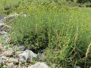 Cotton lavender(Santolina chamaecyparissus)