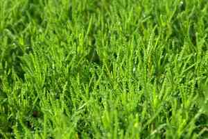 Green santolina(Santolina virens)