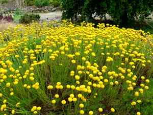Green santolina(Santolina virens)