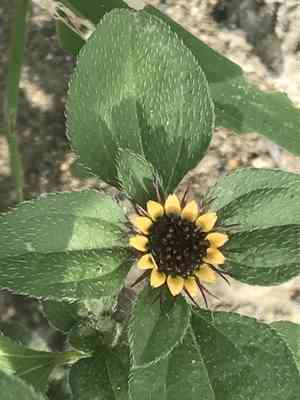Sanvitalia angustifolia(Sanvitalia angustifolia)