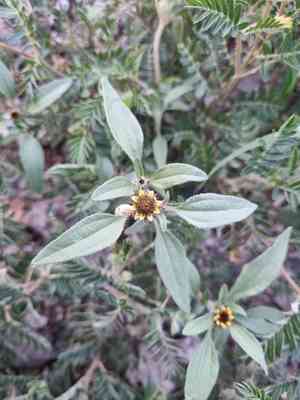 Sanvitalia angustifolia(Sanvitalia angustifolia)