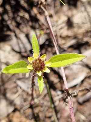 Sanvitalia angustifolia(Sanvitalia angustifolia)