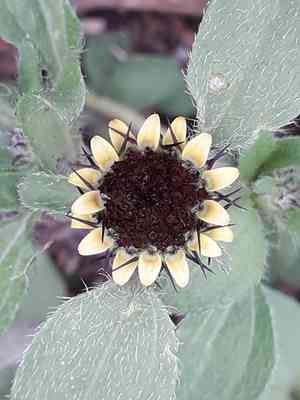 Sanvitalia angustifolia(Sanvitalia angustifolia)