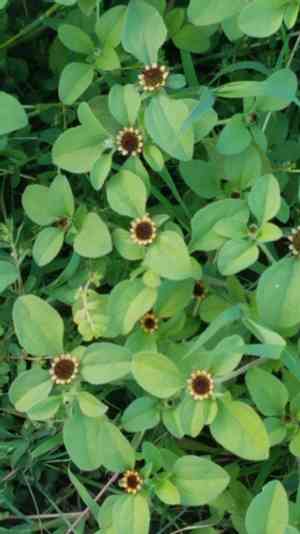 Yellow creeping zinnia(Sanvitalia ocymoides)